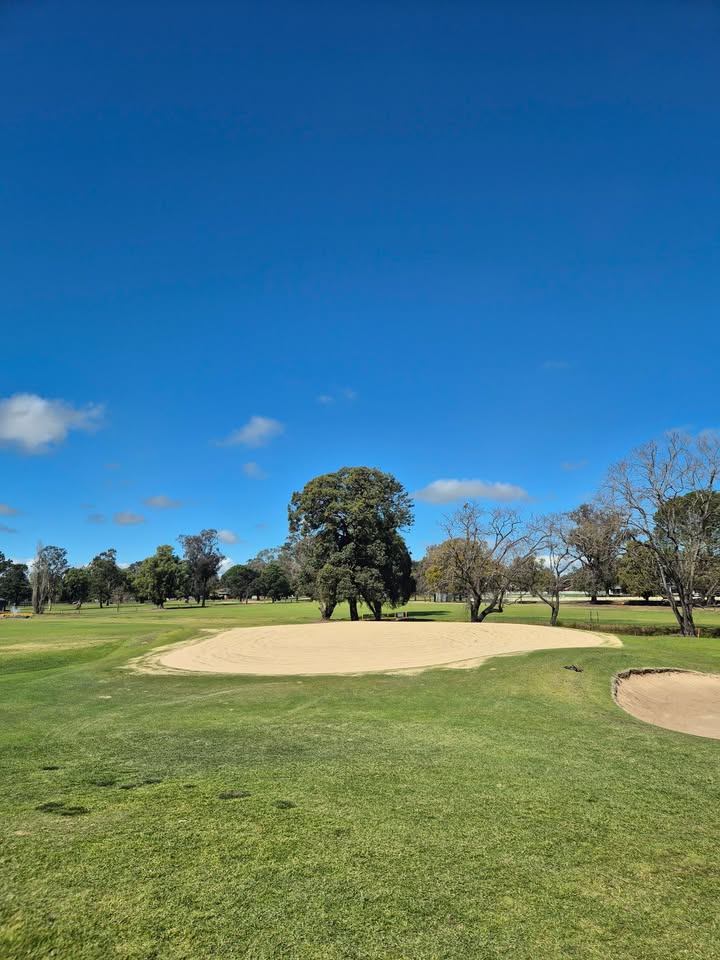 Featured image for “Greens Renovation Update at Singleton Golf Club”