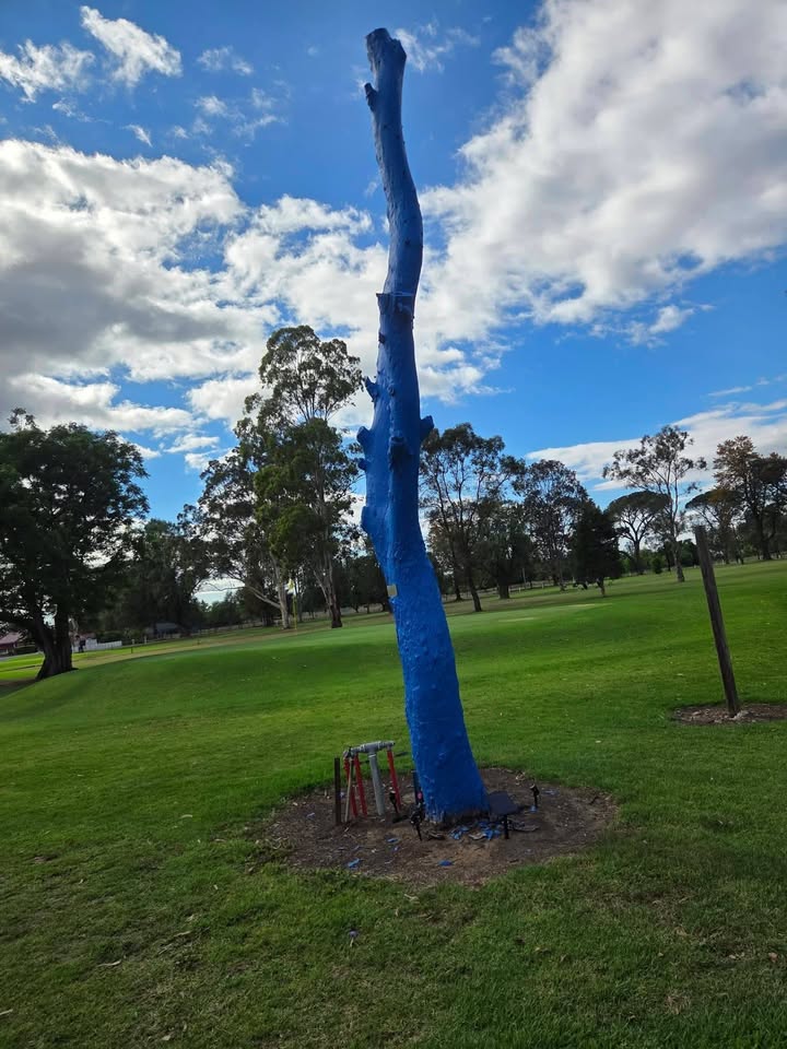 Featured image for “Protecting Our Blue Tree at Singleton Golf Club”